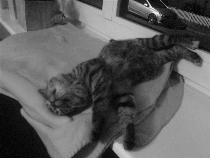 Huskat Misty billede 3