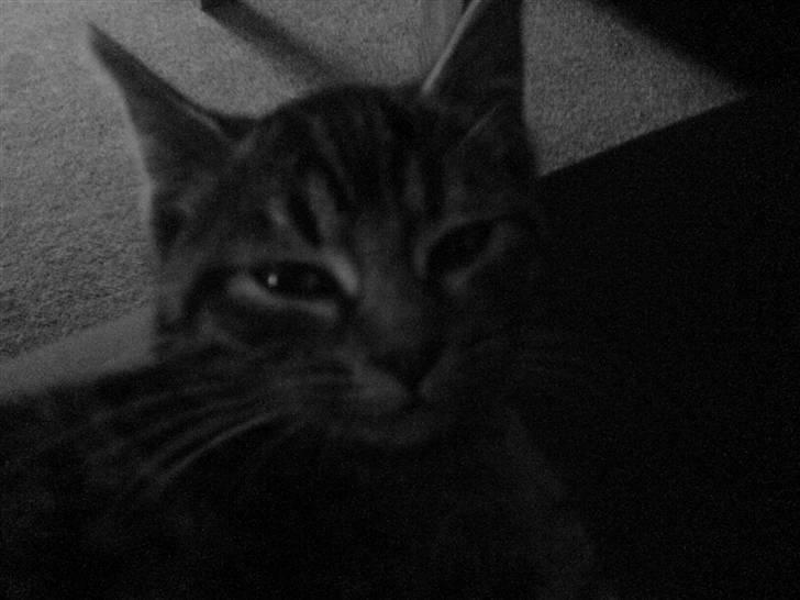 Huskat Misty billede 4