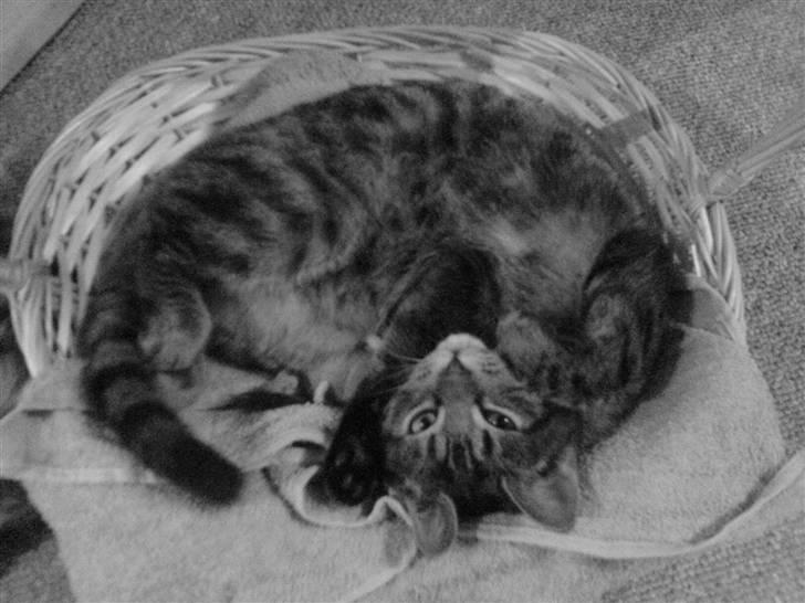 Huskat Misty billede 5