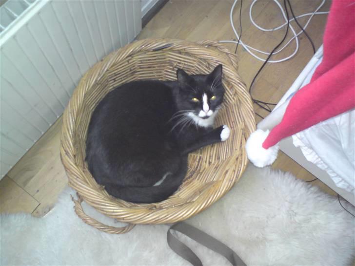 Huskat Allan - SÅ, ligger vi i vores kurv. x´D billede 8