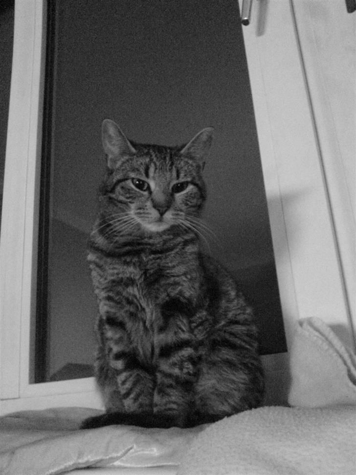 Huskat missya billede 7