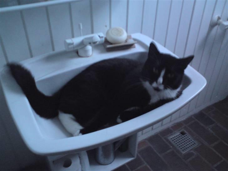 Huskat Allan - Jaja, men vasken er da også et godt sted at hvile sig? q; billede 9