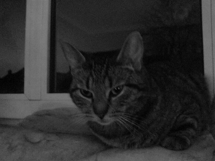 Huskat missya billede 8