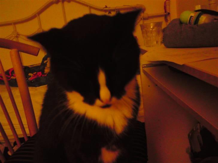 Huskat Allan - Bare et skønt billede, syntes jeg q; billede 10