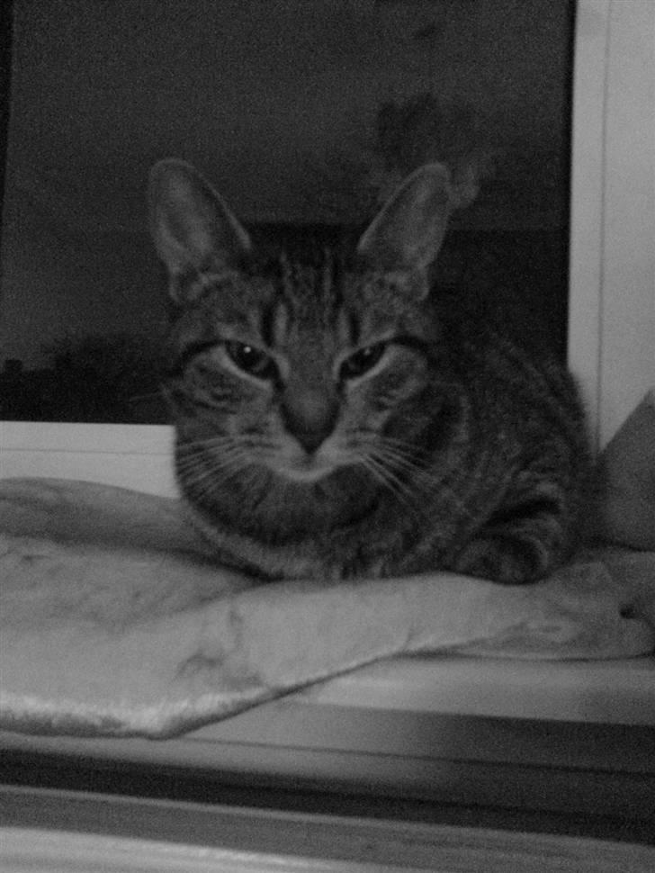 Huskat missya billede 9