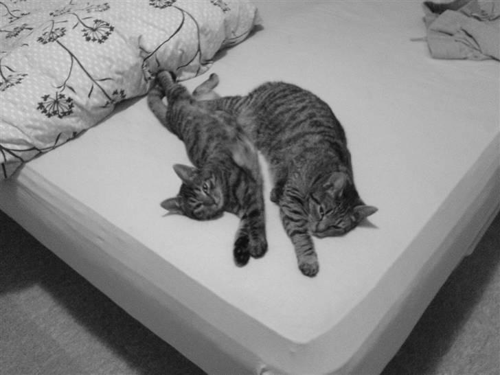 Huskat missya billede 10