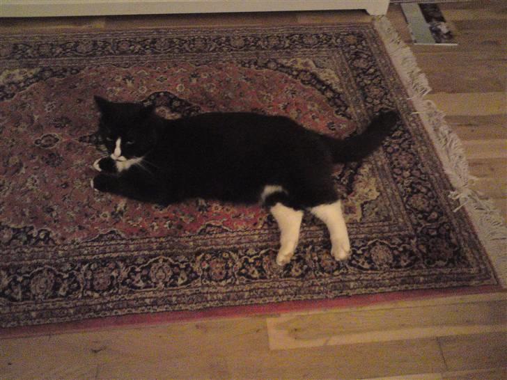 Huskat Allan - Så, ligger vi lige på gulvtæppet. Måske en smuuule utilfreds. billede 11