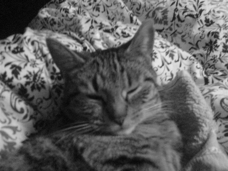 Huskat missya billede 11