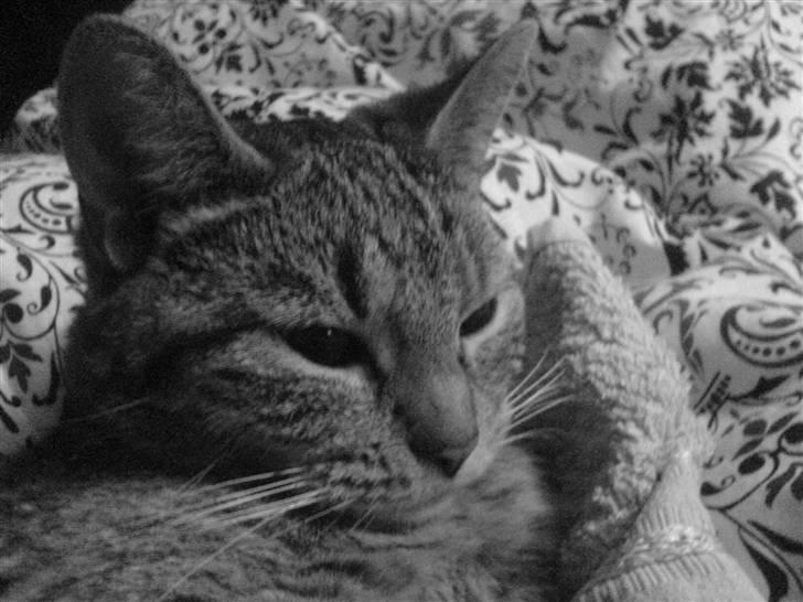 Huskat missya billede 12