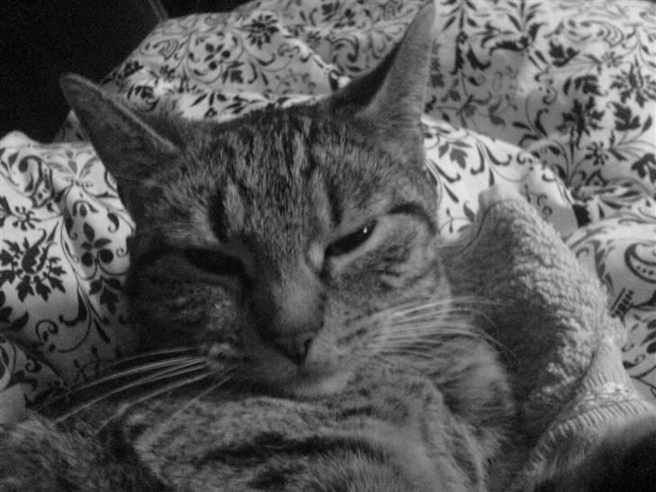 Huskat missya billede 13