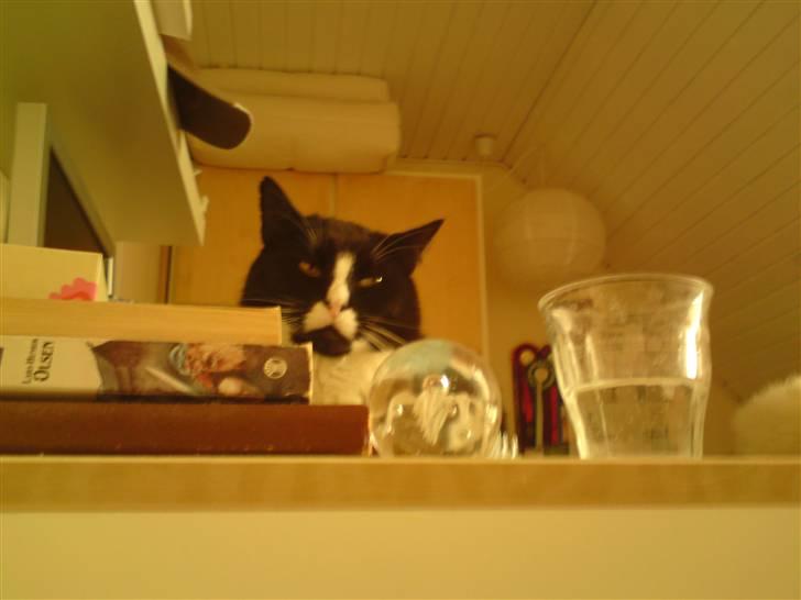 Huskat Allan - Man ligger på skrivebordet, og kigger ned på ´Lille Ea´ der ligger i sin seng, og tager et billede af en x´D billede 12