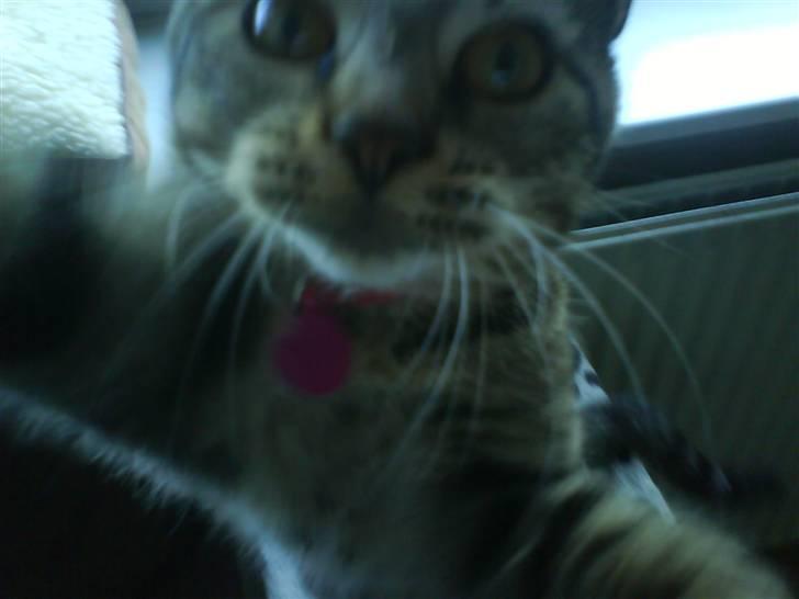 Huskat missya billede 14