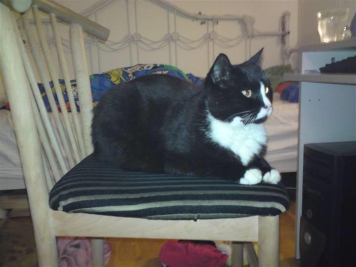 Huskat Allan - Stolen er et pragtfuldt sted at slappe af på. billede 13