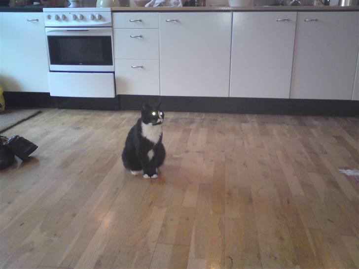 Huskat Allan - Vi SKAL sidde MIDT på gulvet. billede 14