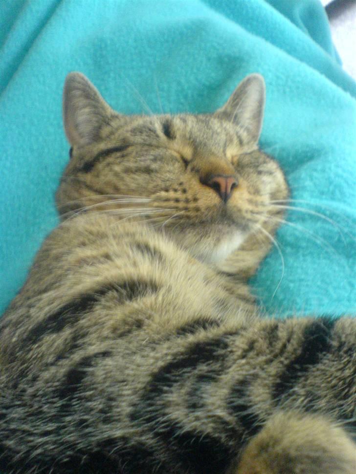 Huskat missya billede 16