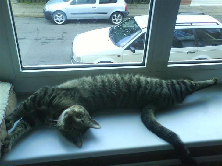 Huskat missya billede 17