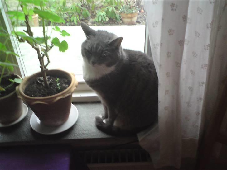 Huskat Mynte  - Se den smukke missekat ;p billede 1