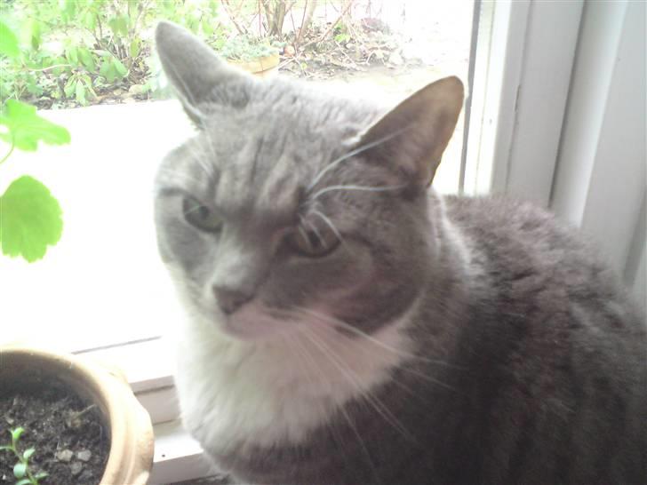 Huskat Mynte  - ... kun en smuuule utilfreds x´D billede 2