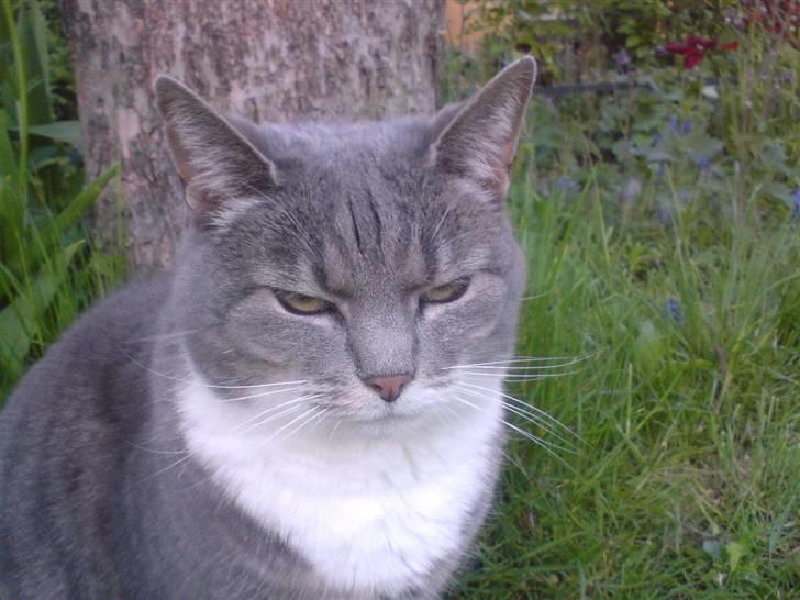 Huskat Mynte  - En dejlig sommerdag, hvor det LIIIGE kan betale sig at være ude q; billede 3