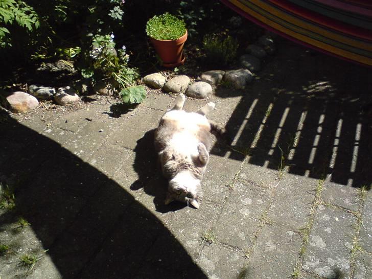 Huskat Mynte  - SÅ ruller vi lige lidt rundt x´D Se den lille tykke missekat q; billede 4