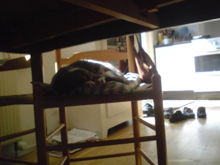 Huskat Mynte  - Det er her vi tilbringer det meste af dagen; på stolen x´D ( Undskyld kvalitet, mobilbillede. ) billede 5