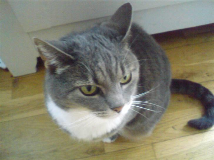 Huskat Mynte  - Kun lidt utilfreds x´D (Undskyld kvalit, mobilbillede) billede 6