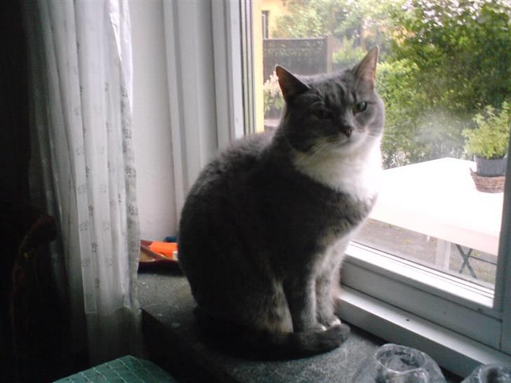 Huskat Mynte  - Seee den smukke missekat =D  billede 7