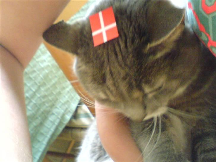 Huskat Mynte  - Så har vi et flag på hovedet x´D Til min fødselsdag q; ( Undskyld kvalitet, mobilbillede. ) billede 8