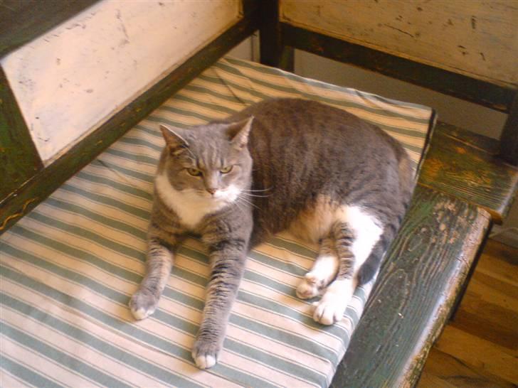 Huskat Mynte  - Lille Mynte på vores slagbænk q;  billede 9