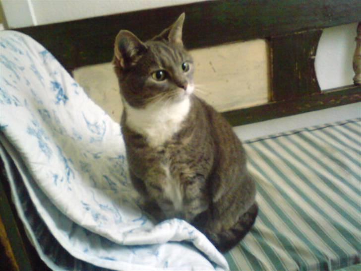 Huskat Mynte  - Kun en smule nysgerri; der var vidst nogle fugle, udenfor? q; billede 10