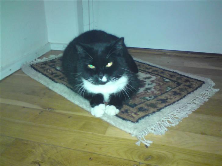 Huskat Gizmo - Smukke Gizmo ligger på tæppet ;i billede 1