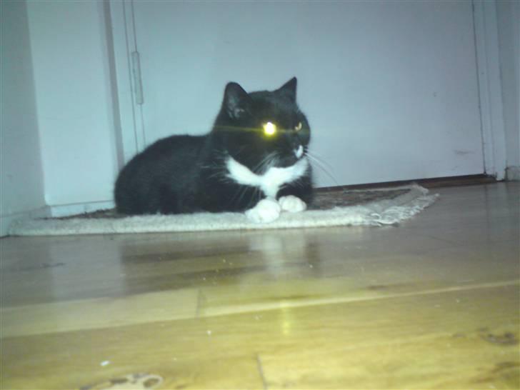 Huskat Gizmo - Haha, diamantøje x´D Eller noget oO  billede 2