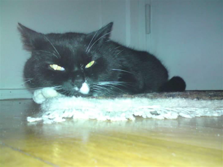 Huskat Gizmo - Så, vil han gerne have at jeg går . x´D billede 3