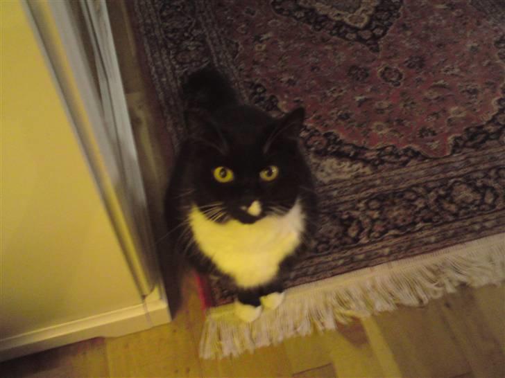 Huskat Gizmo - Hvad har du der?  - Er han ikke sød? q; billede 4