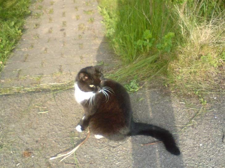 Huskat Gizmo - Så smuk han er. Sidder midt i indgangen til vores hus x´D billede 5