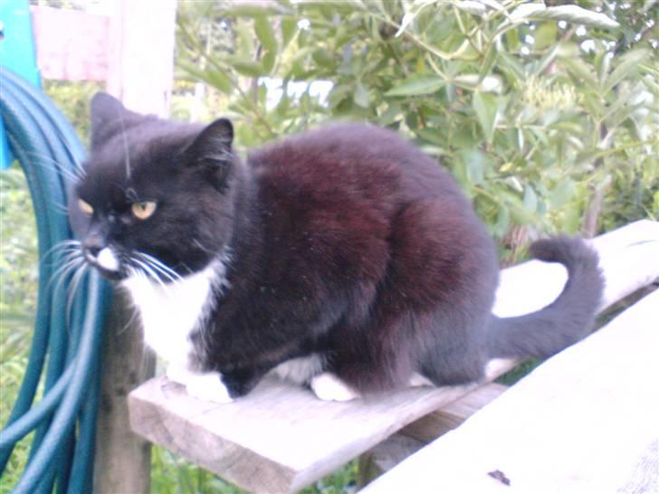 Huskat Gizmo - Det er så her han opholder sig det meste af sommeren x´D billede 6