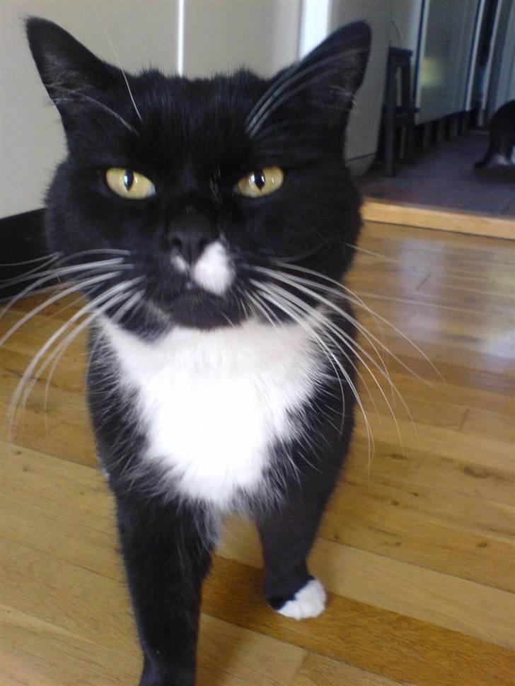 Huskat Gizmo - Kameraer er meget spændende.. x´D billede 7