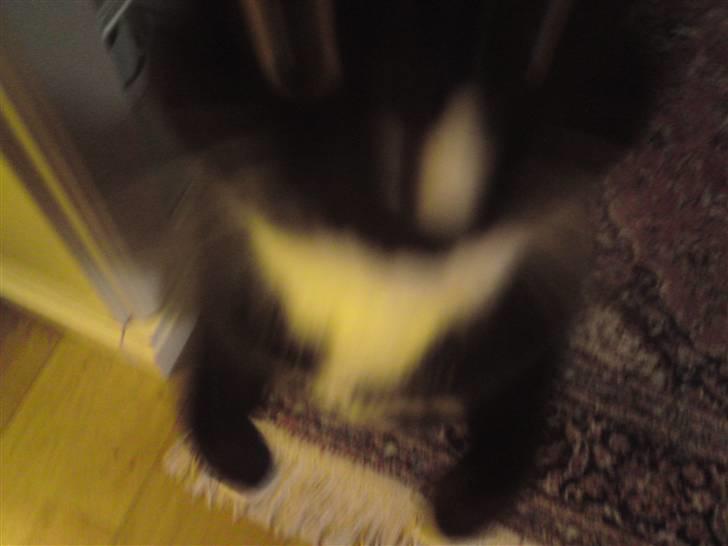 Huskat Gizmo - Han hoppede så op efter mit kamera x´D billede 8