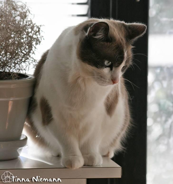 Huskat Tsuki billede 20