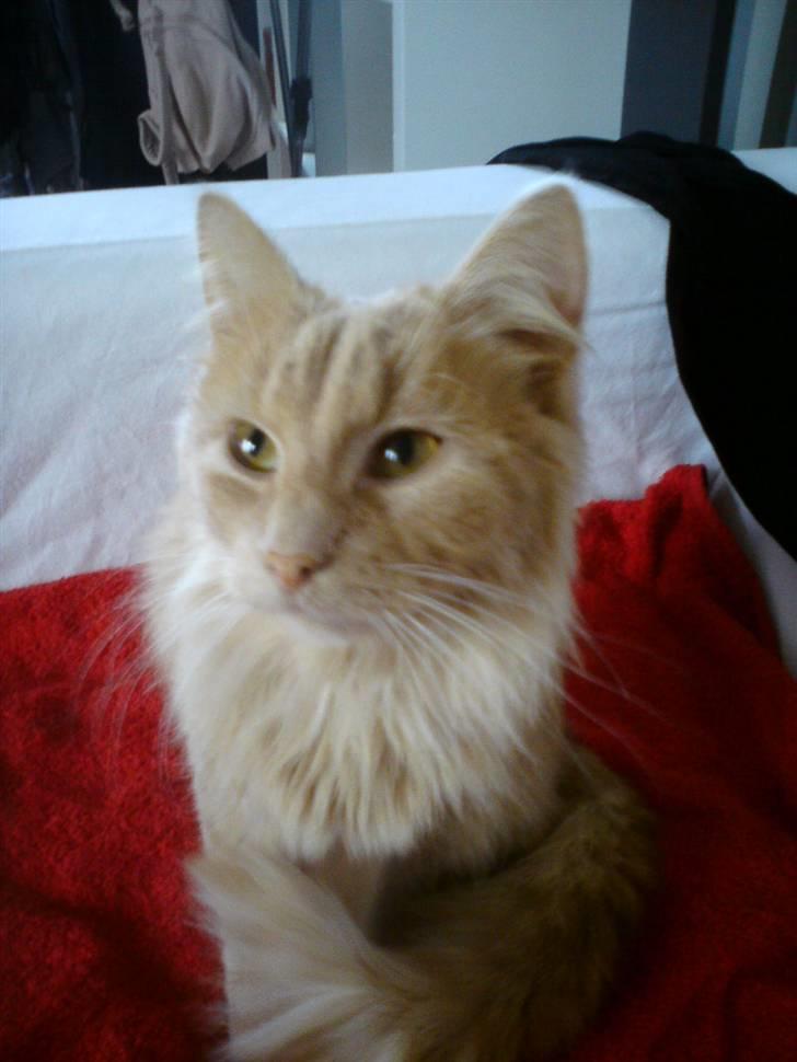 Blanding af racer Dior billede 1