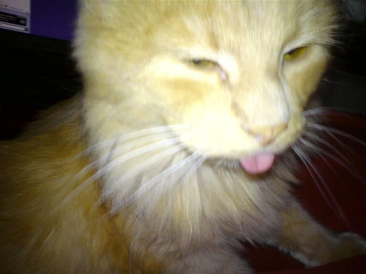 Blanding af racer Dior billede 2