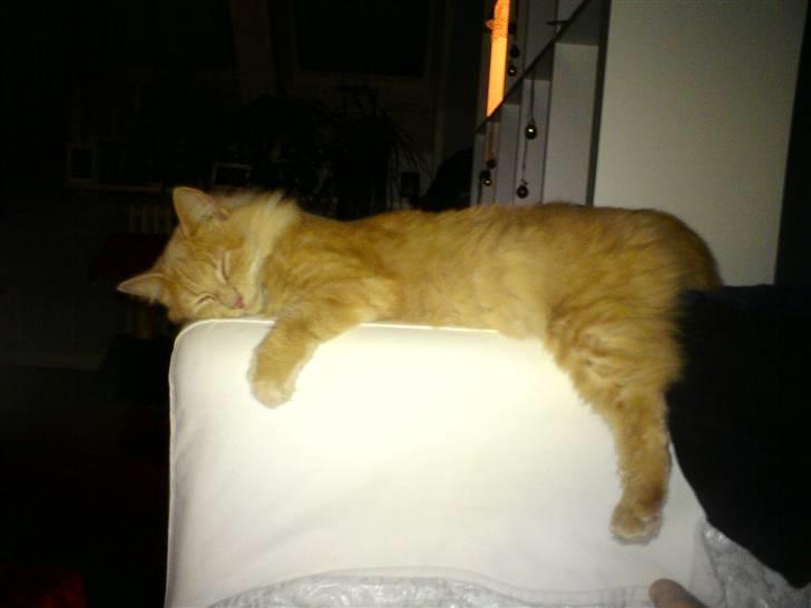 Blanding af racer Dior billede 3