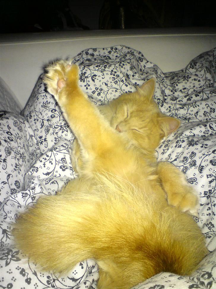 Blanding af racer Dior billede 4