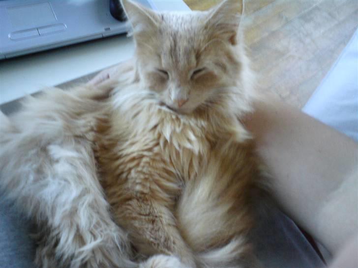 Blanding af racer Dior billede 5