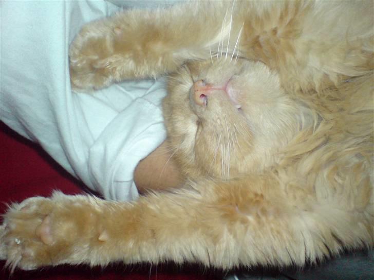 Blanding af racer Dior billede 6