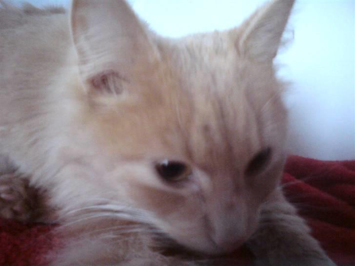 Blanding af racer Dior billede 7