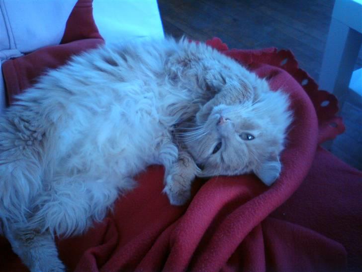 Blanding af racer Dior billede 8