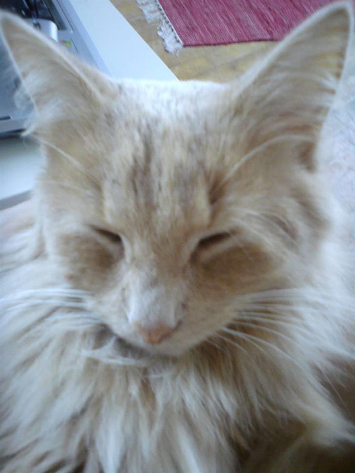 Blanding af racer Dior billede 9