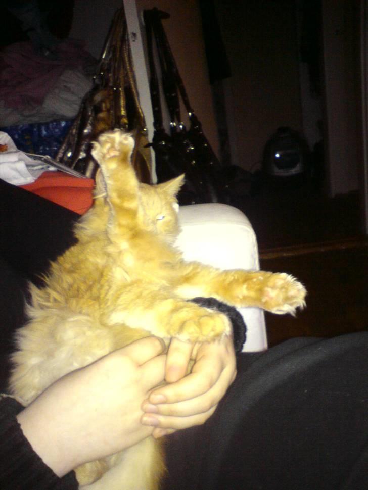 Blanding af racer Dior billede 10