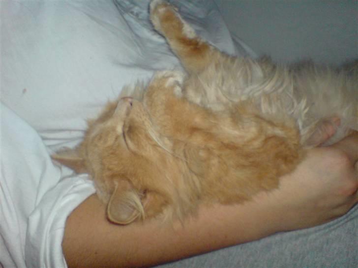 Blanding af racer Dior billede 12